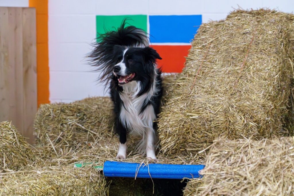 Kestrel practicing Barn Hunt at Skybound Dog Training in Edmonton