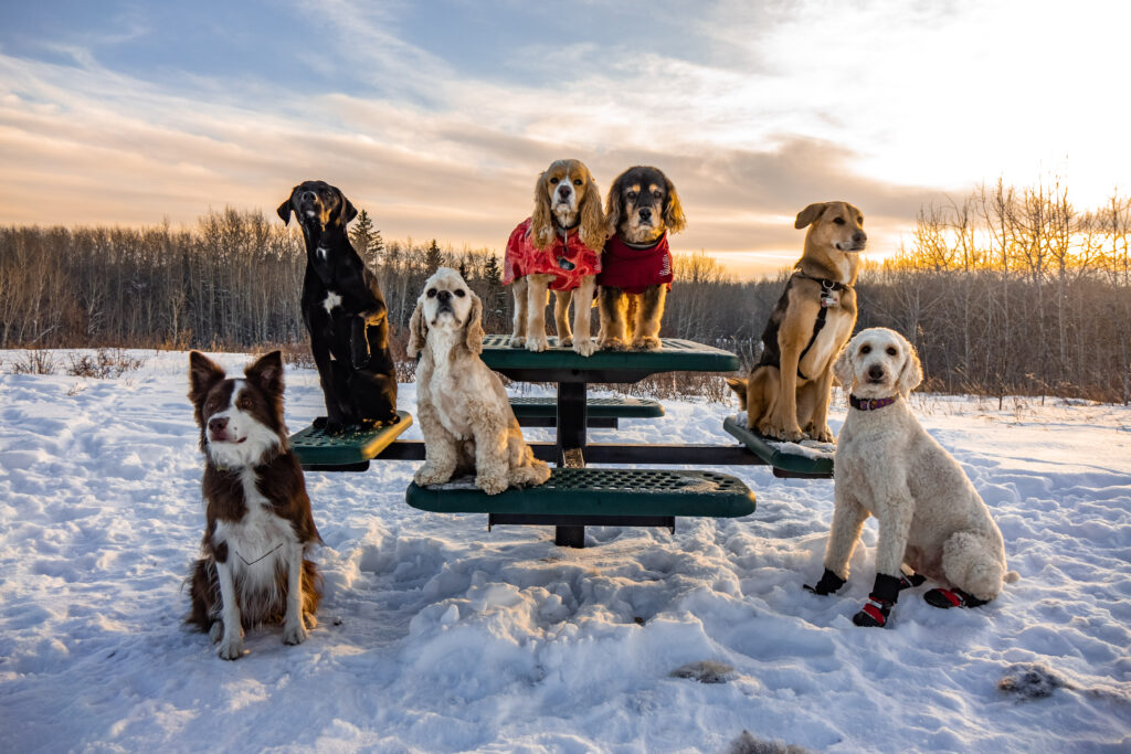 Obedient dogs posing for a group picture during a winter walk in Edmonton