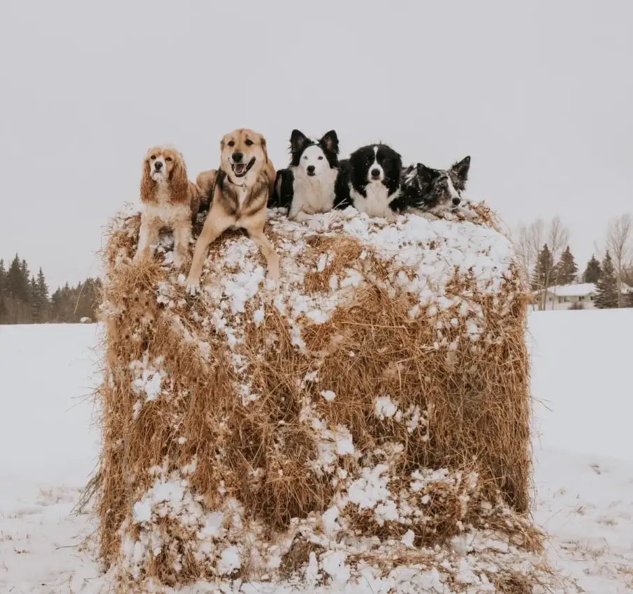Peregrine, Kestrel and Lark hay bale surfing during a winter walk in Edmonton