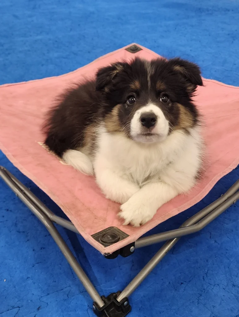 Lark as a puppy learning to stay on her bed at Skybound Dog Training in Edmonton